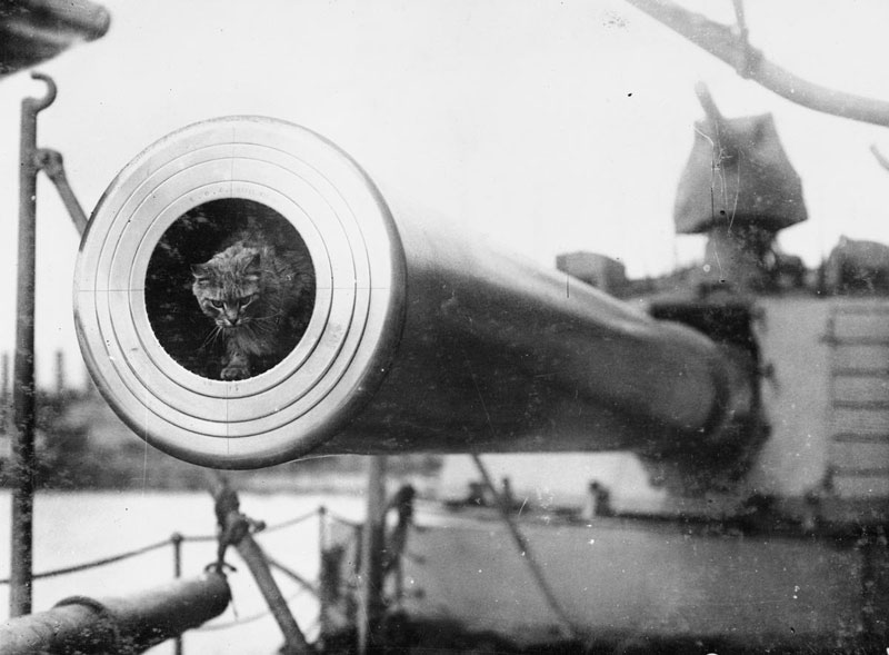 Illustration for article titled These Are the Brave and Fluffy Cats Who Served in World War I